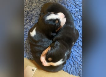 Wunderschöne Swissydog-Welpen mit Papieren - THERAPIEBEGLEITHUNDGEEIGNET