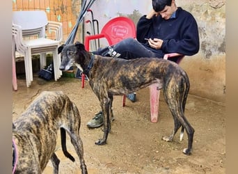 Hamu, RESERVIERT Galgo Rüde mit ruhigem zugewandten Gemüt