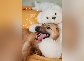Hundemädchen Mila sucht Familie