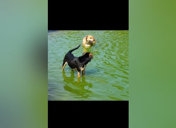 Fredi der perfekte Familienhund