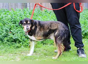 Estrelinha  - Mix Schäferhund / Labrador, lieb und verträglich