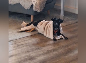 DARIA - die aufgeschlossene und neugierige kleine Maus sucht ein liebevolles Für-Immer Zuhause