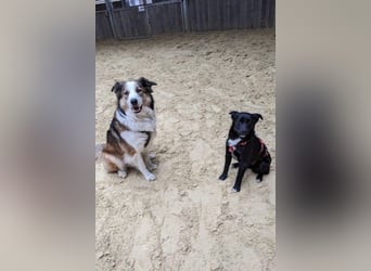 Trudie - Augenstern sucht Kuschelwolke (47839 Krefeld)