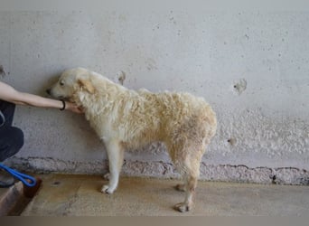 Sadye - Liebevolle Zuwendung....