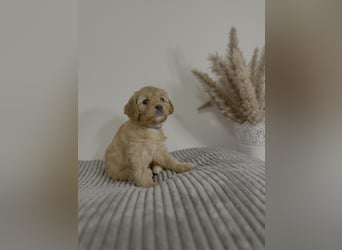 Cavapoo Welpen