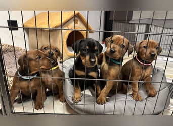 Deutscher Pinscher Welpen aus dem Haus ,,Cava Land" FCI Zucht