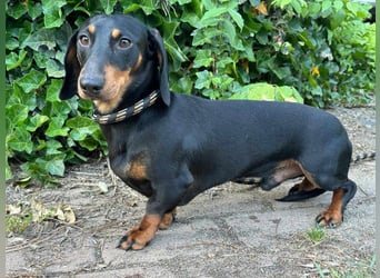 Gerry, geboren 02.09.2023, 24cm sucht sein Körbchen