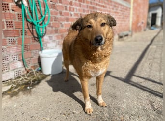 Molly- auf der Suche nach ihren Menschen
