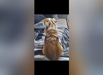 Wurfankündigung unserer Hündin " Bella " langhaar Chihuahua
