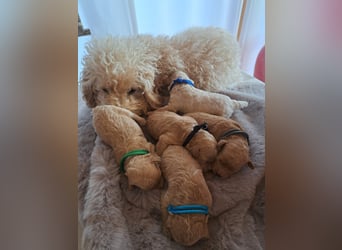 Maltipoo Welpen