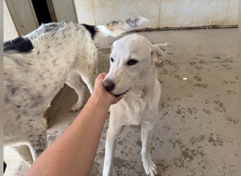 Wayne: er wäre gerne ein Familienhund