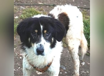Freundlicher Peppe sucht seine Familie