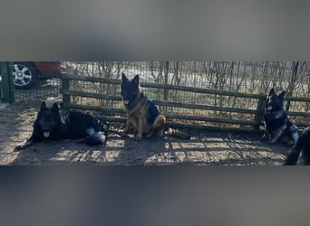Langstockhaar Schäferhund  Rüde