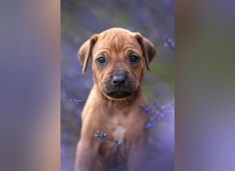 Rhodesian Ridgeback Welpen mit FCI-Ahnentafel