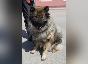 Eurasier Mischling Viking sucht Zuhause oder Pflegestelle