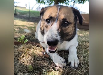 Dolly ein einsamer Schatz