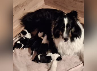 Sheltie Shetland Sheepdog