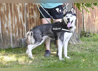 Maja SI – Liebevolle Husky-Dame sucht sportliches Zuhause