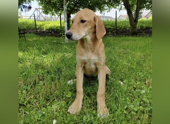Linja eine elegante kleine Dame