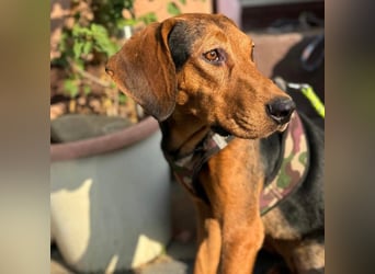 Astor ein sanfter Engel