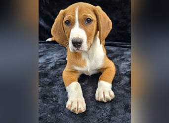 Vincent, einer von 5 süssen Welpen die auf der Strasse geboren wurden