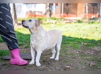 Tzemma - in 74417 Geschwend auf Pflegestelle