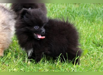 Yulie unsere kleine Pomeranian Zwergspitz Hündin mit Papieren kann ausziehen