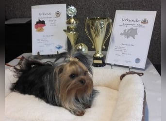 Yorkshire-Terrier Welpen,  reinrassig mit Ahnentafel sofort abgabebereit