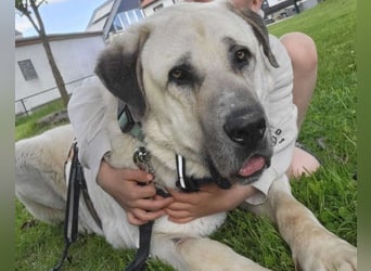 Riesen"Baby"Kangal♥Ares♥ 99718 Greussen