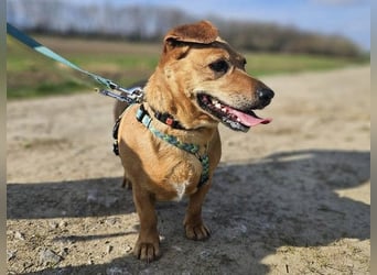 Ginger will Zuhause ankommen
