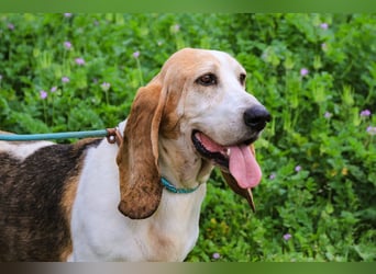 Bassant  - Basset Hound, lieb und verträglich