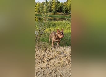 Französische Bulldogge Welpen in Leuna