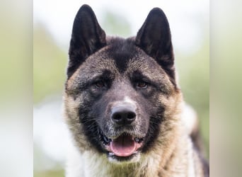 Kendo - ruhiger, ausgeglichener Familienhund - Tierhilfe Franken e.V.