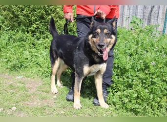 Nana, Mix Schäferhund / Collie, lieb und sozial