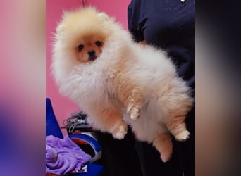 Pomeranian