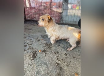 Hatchi LM - Skeptischer Gefährte mit neugierigem Herzen