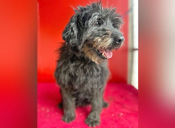liebenswerte DORKA - 9 Jahre, 38cm/10,5kg - Schnauzer-Mix