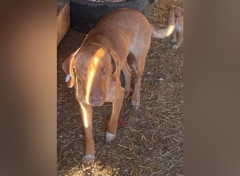 Laika - Vizsla Mix Schönheit sucht ihre Menschen