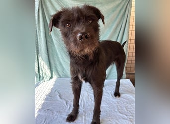 ❤️ RANDY mit den traurigen Augen - 1 Jahr, 45cm/15kg - Schnauzer-Mix