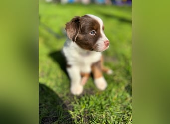 Mini Aussies-Mini Australian Shepherd Welpen