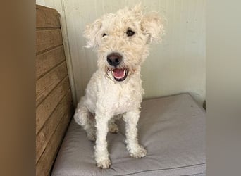 ❤️ zarte Hundeseele LUNA - 3,5 Jahre, 45cm - Puli-Mix