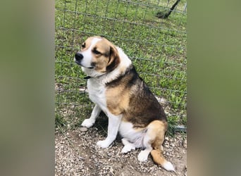 Simba - wer gibt dem lieben Rüden eine Chance