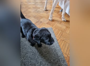 Labradorwelpen suchen bestes Zuhause