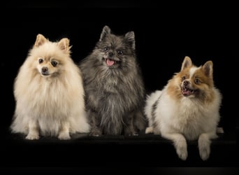 Liebevolle Zwergspitz Pomeranian Zucht