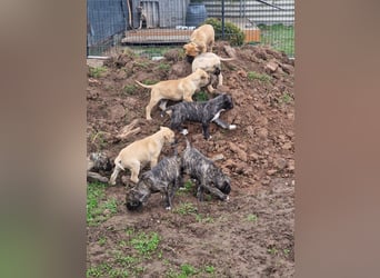 Cane corso mastiff mix 