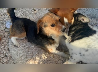 Mora, kleine süße Familienhündin
