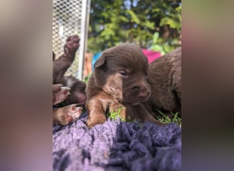 Aussiedor ,labrador,Australian shepherd  ,mit augenuntersuchung