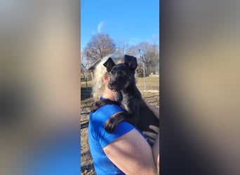 Leila, ein bezauberndes zartes Hundekind !