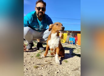 Hundekind JAX sucht seine Herzensmenschen