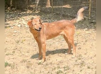 Herzensmensch gesucht - lieber OSCAR hofft schon so lange auf sein Glück